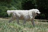 GOLDEN RETRIEVER 1172